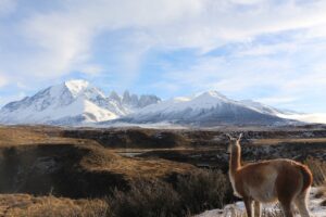 Snow Capped Mountains of Torres Del Paine with Lone Guanaco | Chile | The Ultimate Travel Company