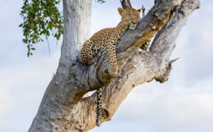 Leopard Resting in Tree | South Luangwa National Park | Zambia | The Ultimate Travel Company