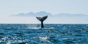 Humpback Tail Whale Watching | South Africa | The Ultimate Travel Company