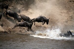 Wildebeest Crossing the Mara River in Maasai Mara | Kenya | The Ultimate Travel Company