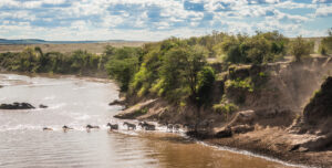 Zebras and Wildebeest during Great Migration from Serengeti to Maasai Mara | Kenya Safari Holidays | The Ultimate Travel Company