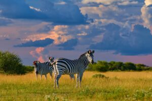 Burchell Zebra | Africa | The Ultimate Travel Company