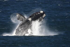 The Marine Whale Breaching | South Africa | The Ultimate Travel Company