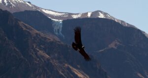 Andean Condor Seen Soaring Across the Colca Canyon | Puqio | Peru | The Ultimate Travel Company