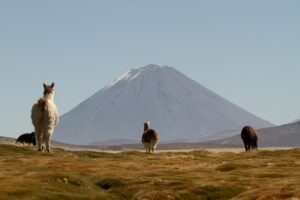 Alpacas Seen From Puqio | Colca Canyon | Peru Holidays | The Ultimate Travel Company