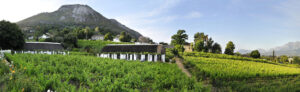 Vineyard View at Grande Roche Hotel | South Africa | The Ultimate Travel Company