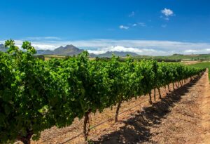 The Cape Winelands | Luxury South Africa Holidays | The Ultimate Travel Company