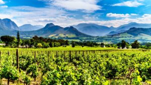 Vineyards Across Franschhoek in the Cape Winelands | Luxury South Africa Holidays | The Ultimate Travel Company