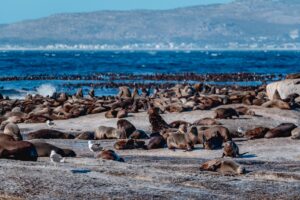 Duiker Island with Cape Fur Seals Colony in Hout Bay | South Africa | The Ultimate Travel Company