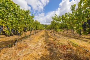 Grape Vineyard in Paarl | Cape Winelands | Luxury South Africa Holidays | The Ultimate Travel Company