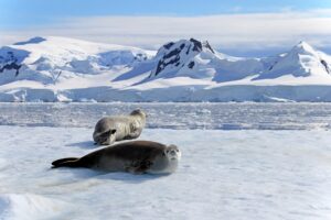 Crabeater Seals on Ice in Antarctica | Best Holiday Destinations 2025 | Antarctica Cruise and Holidays | The Ultimate Travel Company