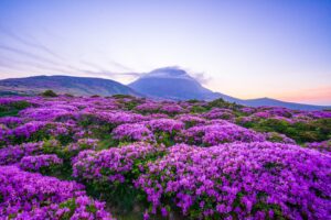 Dawn of Hallasan Mountain on Jeju Island | Luxury South Korea Holidays | The Ultimate Travel Company