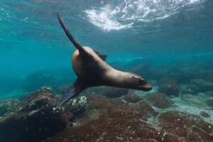 Sea Lion Swimming Underwater from Snorkelling in Galapagos Islands | Ecuador and the Galapagos Islands Holidays | The Ultimate Travel Company