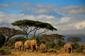 Elephants in Front of Mount Kilimanjaro | What to Pack for Safari | Kenya Safari | The Ultimate Travel Company