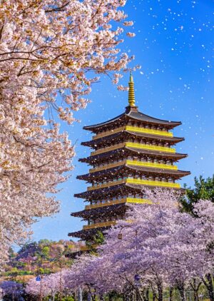 Cherry Blossom in Hwangnyongwon in Gyeongju | Luxury South Korea Holidays | The Ultimate Travel Company