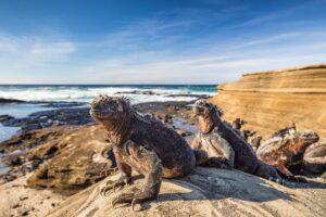 Marine Iguanas in the Galapagos Islands | Ecuador and the Galapagos Islands Holidays | The Ultimate Travel Company