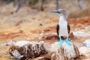Blue Footed Booby in the Galapagos Islands | Ecuador and the Galapagos Islands Holidays | The Ultimate Travel Company