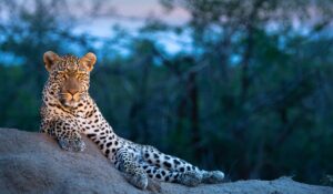 Leopard Looking Over the Savannah | Africa Safari | What to Pack for Safari and What Not to Pack for Safari | The Ultimate Travel Company
