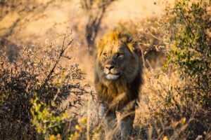 Close Up of Lion in Makgadikgadi Pans | Luxury Botswana Holidays | The Ultimate Travel Company