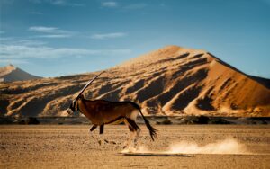 Oryx Running in Sossusvlei in Namibia | Luxury Namibia Holidays | The Ultimate Travel Company