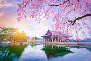 Gyeongbokgung Palace with Cherry Blossom Trees in Spring in Seoul | Luxury South Korea Holidays | The Ultimate Travel Company