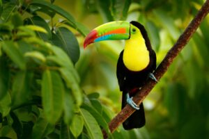 Keel-Billed Toucan in Costa Rica Jungle | Luxury Costa Rica Holidays | The Ultimate Travel Company