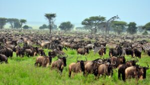 The Great Migration in Serengeti National Park | Tanzania Safaris | Tanzania Holidays | The Ultimate Travel Company