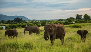 Elephants in the Ruaha National Park | Luxury Tanzania Safaris and Holidays | The Ultimate Travel Company