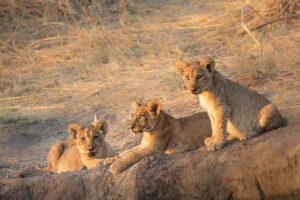 Three Lion Cubs in Ruaha National Park | Tanzania Safaris | Tanzania Holidays | The Ultimate Travel Company