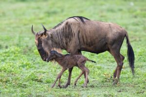 Wildebeest and Calf during Calving Season in Ndutu Conservation Area | Tanzania Safaris | Tanzania Holidays | The Ultimate Travel Company