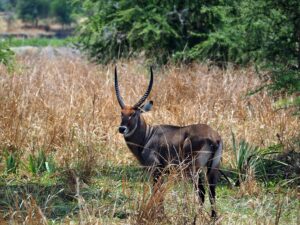 Waterbuck in Katavi National Park | Tanzania Safaris | Tanzania Holidays | The Ultimate Travel Company