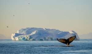 A Humpback Whale in Antarctica Amongst the Icebergs | Antarctica Cruises and Holidays | The Ultimate Travel Company