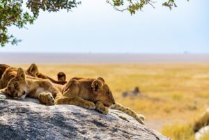 Group of Young Lions Laying on a Rock in Serengeti National Park | Tanzania Safaris | Tanzania Holidays | The Ultimate Travel Company
