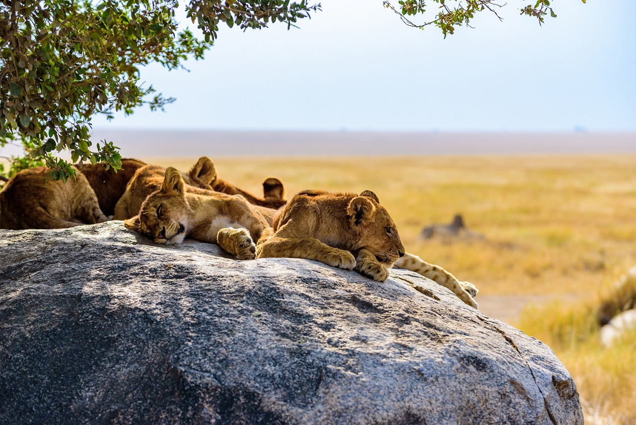 Group of Young Lions Laying on a Rock in Serengeti National Park | Tanzania Safaris | Tanzania Holidays | The Ultimate Travel Company