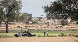 Game Drives at Sand Rivers Camp in Nyerere National Park (previously Selous Game Reserve) | Tanzania Safaris | The Ultimate Travel Company