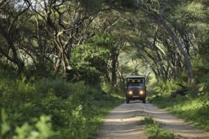 Game Drive Safari at &Beyond Lake Manyara Tree Lodge in Lake Manyara National Park | Tanzania Safaris | Tanzania Holidays | The Ultimate Travel Company