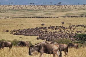 Wildebeest at Serian's Serengeti South | Tanzania Safaris | Tanzania Holidays | The Ultimate Travel Company