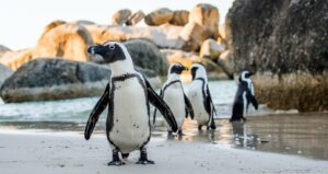African Penguins on Boulders Beach in the Cape Peninsula | Luxury South Africa Holidays | The Ultimate Travel Company