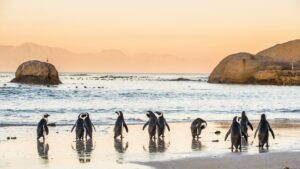 African Penguins at Sunset on Boulders Beach in the Cape Peninsula | Luxury South Africa Holidays | The Ultimate Travel Company