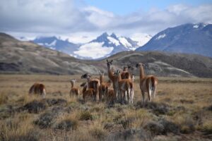 Alpacas at Lagos del Furioso in Santa Cruz | Luxury Argentina Holidays | The Ultimate Travel Company
