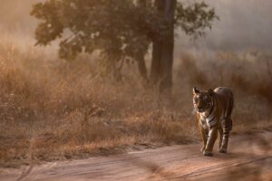Bengal Tiger Walking on a Trail in Central India | Luxury India Holidays | The Ultimate Travel Company