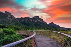 Kirstenbosch Tree Canopy Walk in Cape Town | Luxury South Africa Holidays | The Ultimate Travel Company