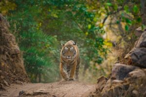 Bengal Tiger | Luxury India Holidays | The Ultimate Travel Company