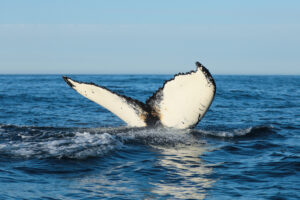Beautiful,Humpback,Whale,Tail,Húsavík,,Iceland