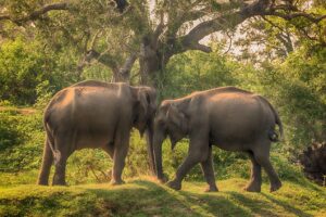 Elephants in Yala National Park | Luxury Sri Lanka Holidays | The Ultimate Travel Company