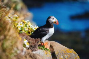Puffin,In,The,Iceland.,Seabirds,On,Sheer,Cliffs.,Birds,On
