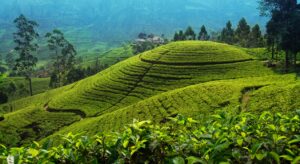 Tea Plantation in Nuwara Eliya | Luxury Sri Lanka Holidays | The Ultimate Travel Company