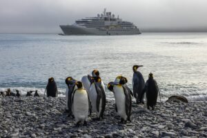 Penguins at Fortuna Bay with The Silver Endeavour, part of the Silversea Collection | Luxury Antarctica Cruises and Holidays | The Ultimate Travel Company