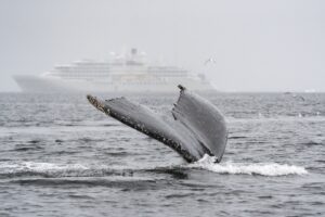 Whale Tail Popping Out of the Glacial Waters with The Silver Endeavour, part of the Silversea Collection | Luxury Antarctica Cruises and Holidays | The Ultimate Travel Company