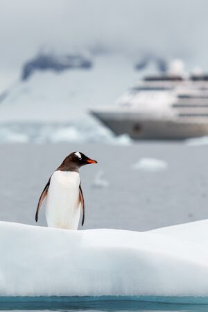 A Penguin in Front of The Silver Wind by Silversea | Luxury Antarctica Cruises & Holidays | The Ultimate Travel Company